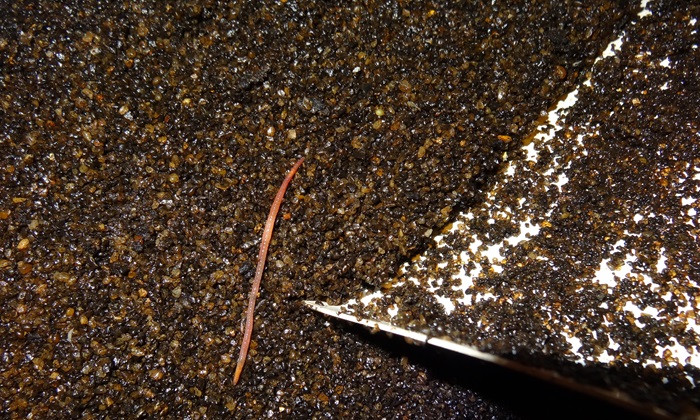 Orm i sandfilter på et dansk vandværk. Foto: Christensen et al. 2016. Ormebekæmpelse i vandværksfiltre. Naturstyrelsen
